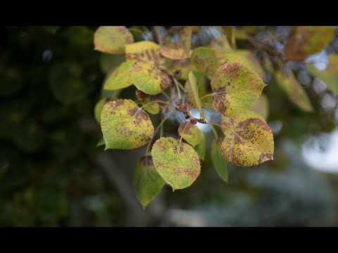วีดีโอ: ใบของต้นแอสเพนมีลักษณะอย่างไร?