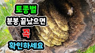 토종벌 분봉 끝났으면 꼭 확인 하세요