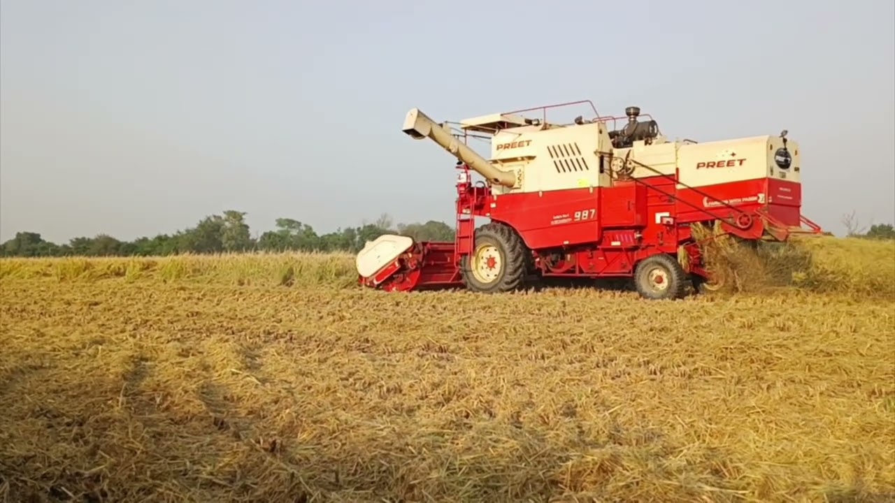 ਆਲੂ ਲਿਆਂਦਾ ਚੱਕ ਕੇ ਸਟੋਰ ਚੋ ਤੇ ਝੋਨਾ ਵੱਡੀਆਂ 