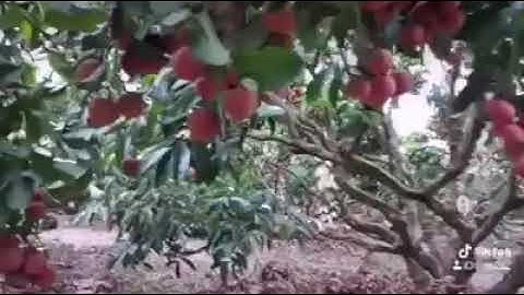 Lục Ngạn Quê Tôi