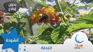 النحلة - بدون إيقاع - من ألبوم الطفل والبحر | قناة سنا SANA TV