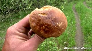 Cбор грибов в Июне 2021,первые благородные грибы -разведчики в Калужской области)))
