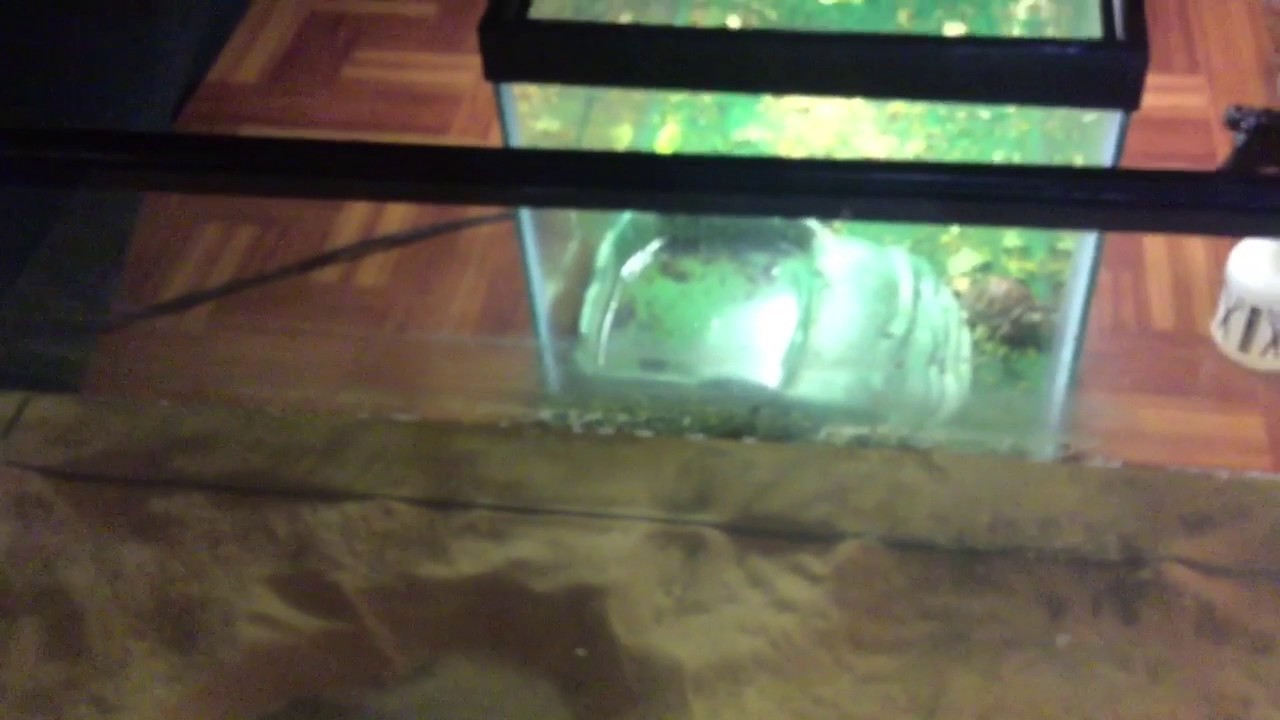 20 gallon turtle tank cleaning and new filter. YouTube
