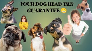 Head tilt guarantee 🤣🤣 | Scooby veedu | #pug #puppy by Scooby Veedu 48 views 7 months ago 7 minutes, 21 seconds