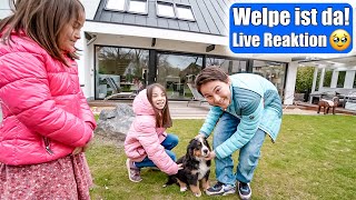 Welpe 1. Mal zu Hause  Live Reaktion der Kinder auf Familienhund! Berner Sennenhund | Mamiseelen