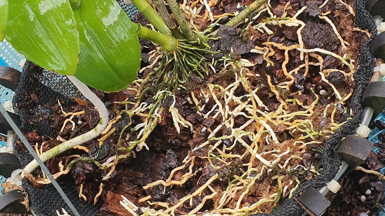 Làm sạch giá thể để có bộ rễ siêu khỏe cho mùa 2021. 0982338111 quỳnh