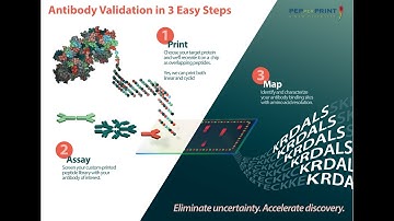 Antibody Validation in 3 Easy Steps