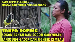 CARA CEPAT PULIHKAN MENTAL DAN BIRAHI BURUNG SOGON BAHAN & SOGON OMBYOKAN AGAR CEPAT GACOR & FIGHTER