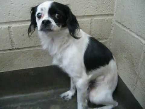 japanese chin king charles mix