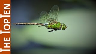 The Top Ten Most Beautiful Dragonfly Species The Top Ten Most Beautiful Dragonfly Species