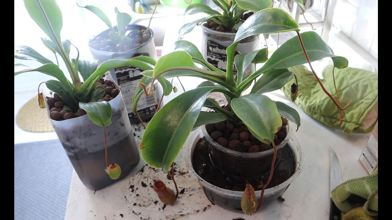 Pitcher Plant Propagation - Watch How I Split Mine The Natural Way! 🪴💧