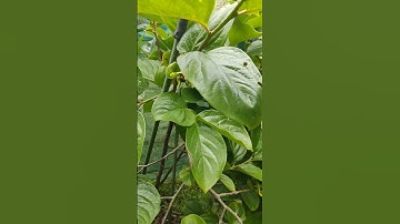 Fuyu persimmon in Melbourne flowering November 2022