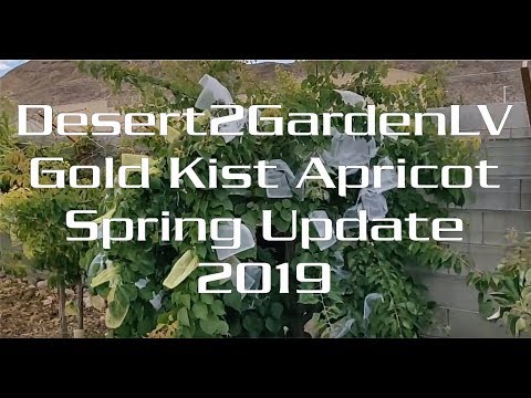 Gold Kist Apricot