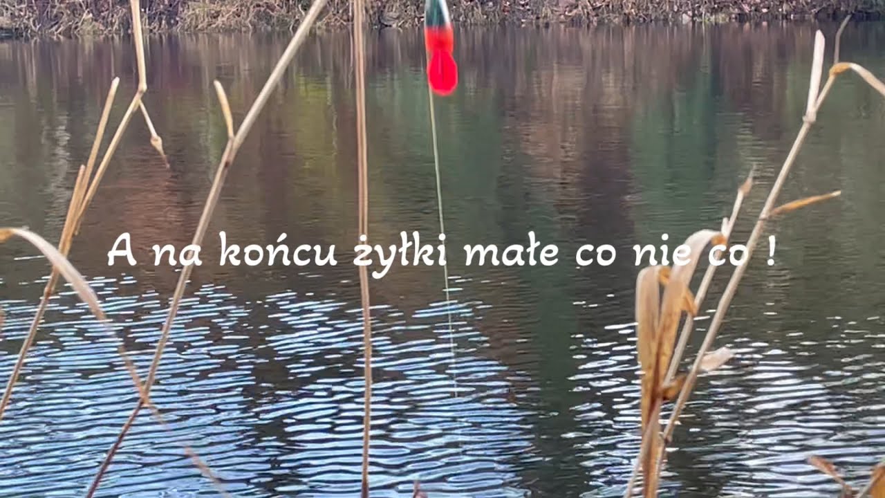 Wielki spławiki i martwa rybka / stara metoda na starym łowisku 