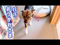 休憩のたびに会いに来るパパに駆け寄るチャーリー