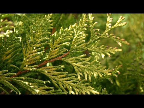 Video: Cuidado del contenedor de ciprés italiano - Plantación de ciprés italiano en una maceta