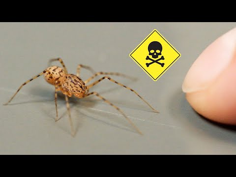 Wideo: Paw Pająk - jeden z najbardziej niezwykłych przedstawicieli pajęczaków