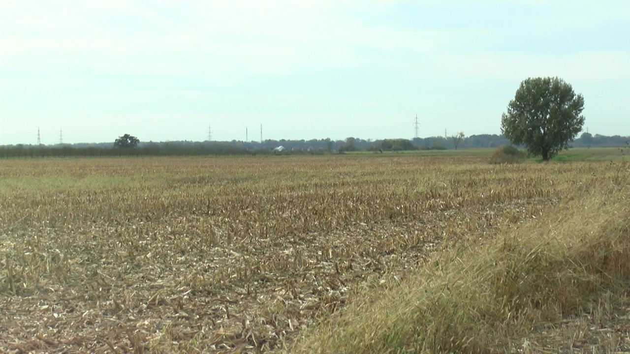 Hrvatskim ratarima 35 milijuna eura potpora za soju i strne žitarice