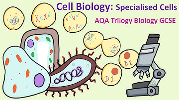 GCSE Science Biology AQA 9-1 : Cell Biology: Specialised Cells