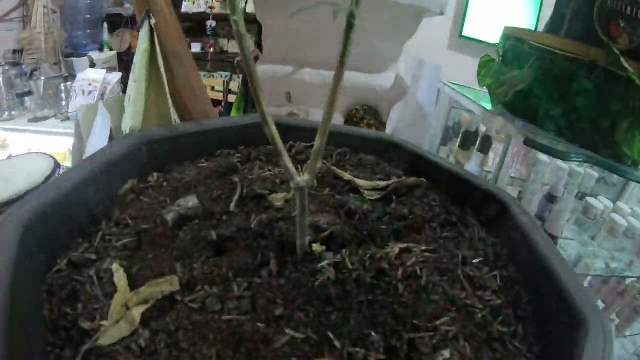 Growing weed in Colombia shop in Cartagena Old Town!