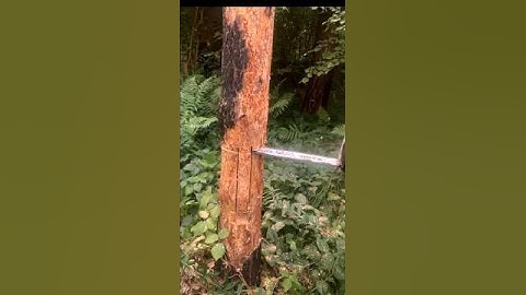 See how Chinese people cut down trees#shortsvideo