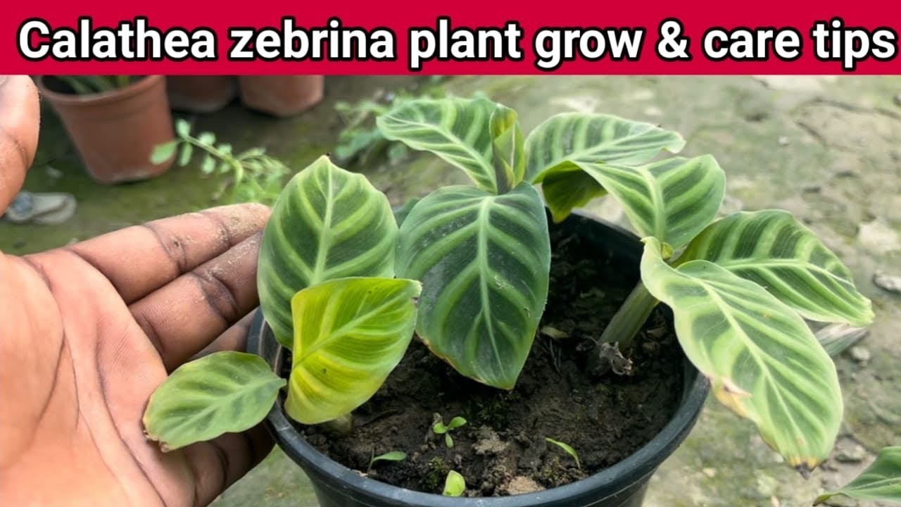Calathea zebrina plant care Hindi || How to grow & care zebrina plant