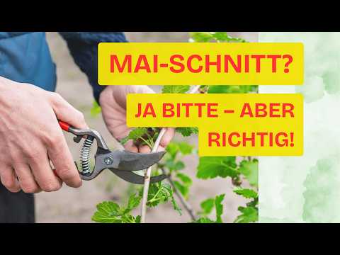 Die 5 GEHÖLZE