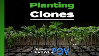 Grower POV: Planting Clones