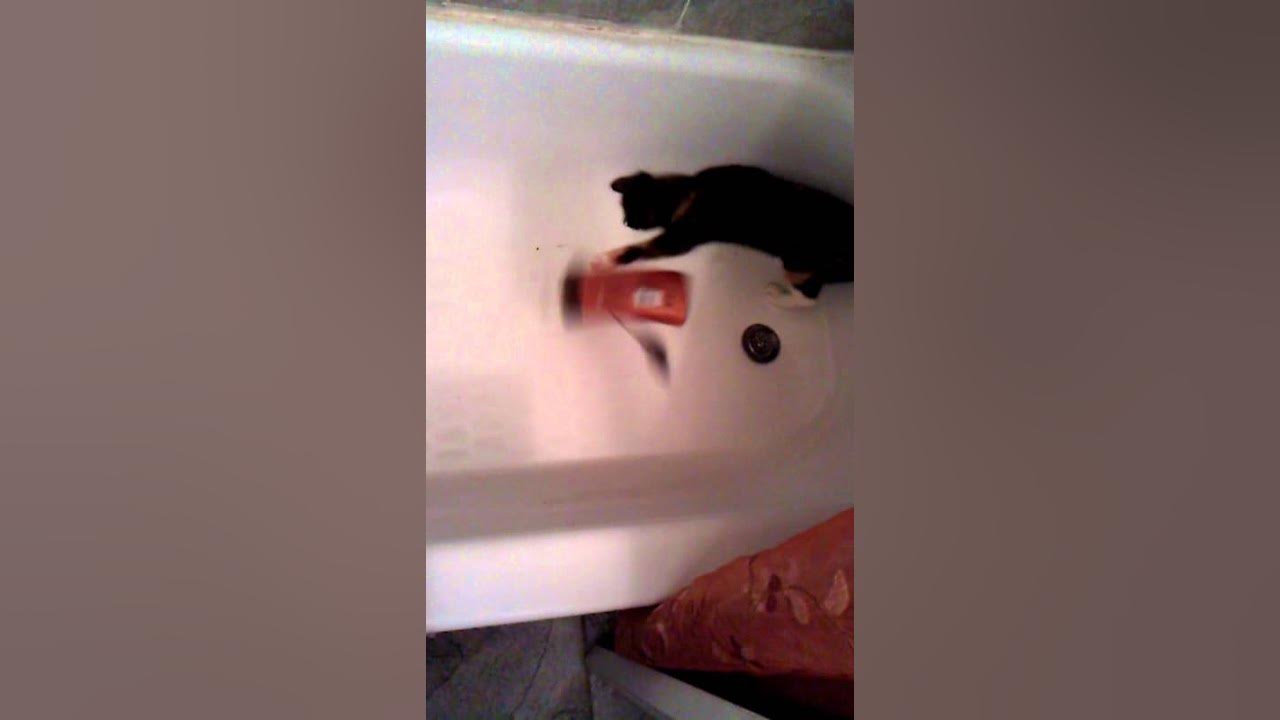 Cat killing mouse in Tub YouTube