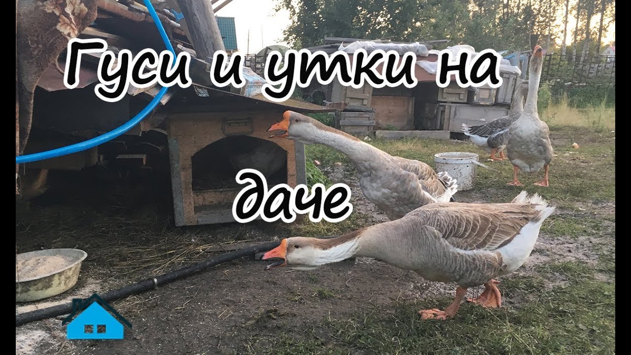 Гуси и утки на даче. Осень 2017 - YouTube