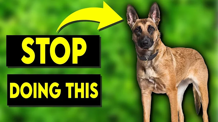 5 Things You Must Never Do to Your Belgian Malinois