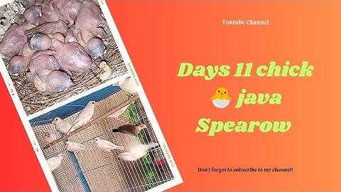 days 11 chick 🐣 4th clutch breeding progress #javasparrow #birds #video #lalukhaitbirdsmarket