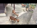 家畜ヤギ (多摩動物公園) 2017年8月27日