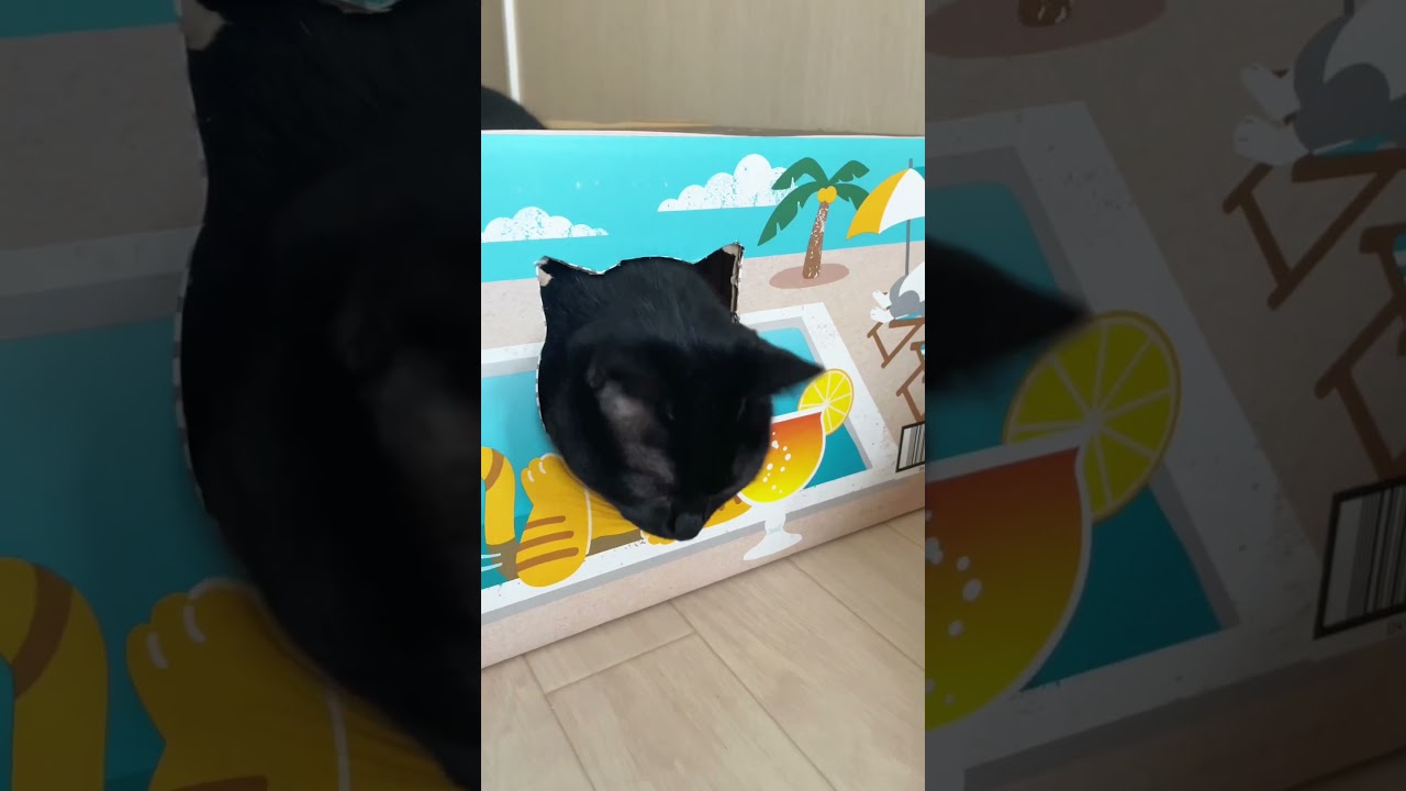 お寿司DJ🍣あそび #猫 #cat