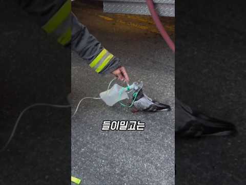 소방관 산소마스크 쓴 비둘기 thumbnail