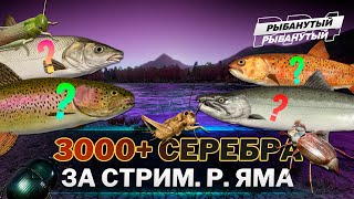 ФАРМ СЕРЕБРА на ЯМЕ ● 3000+ СЕРЕБРА за стрим ● Русская Рыбалка 4