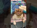 Best Cat Fails Ever | #shorts #usa #cat