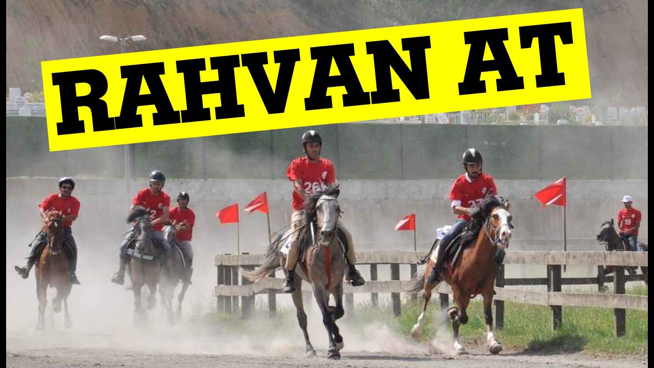 Rahvan Rahvan At yetiştiriciliği - Horse Breeding Rahvan Horse Races - YouTube