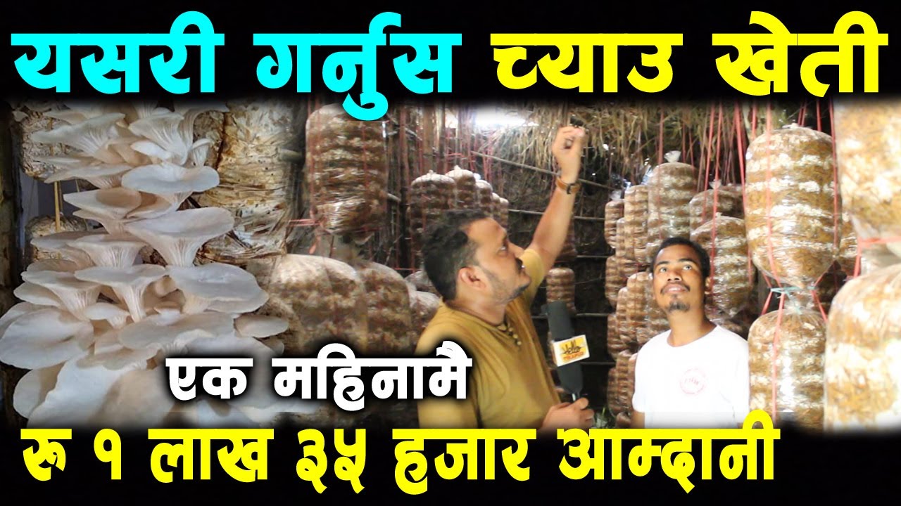 Mushroom Farming : य​स​री ग​र्नुस​ च्याउ खेती, मासिक आम्दानी १ लाख​ ३५ हजार, Chau kheti in nepal