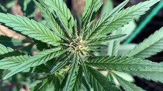 Purple City Genetics Clones 3 weeks