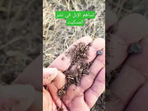 تساهم الإبل بشكل رئيسي في نشر بذور البروسوبس في جبال ظفار