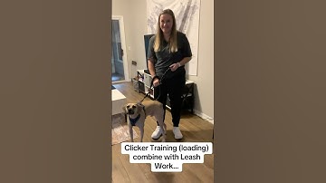 Resource guarding owner.  changed dogs behavior quickly.   #robinsk9lifestyle #tiktok #coaching