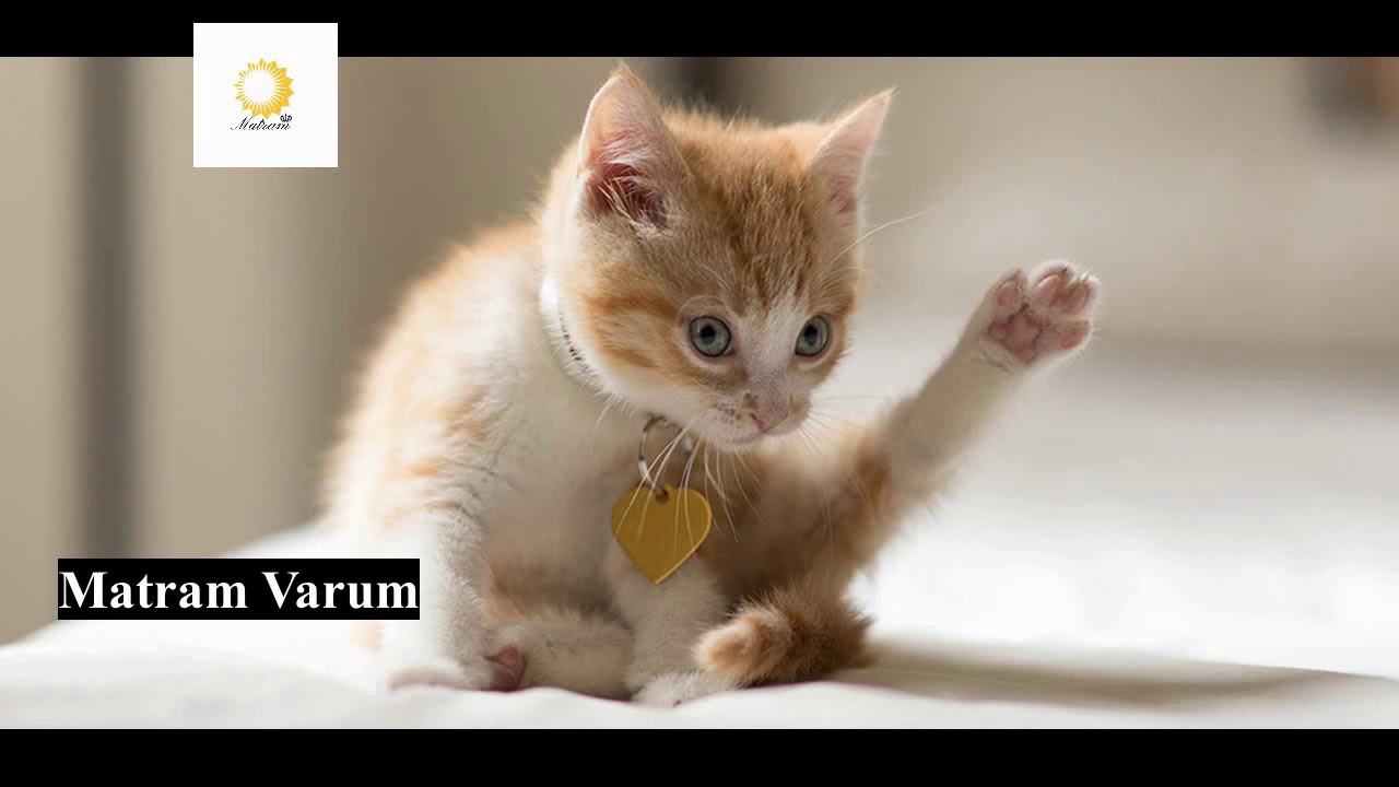 Cats in Tamil Matram Varum Tamil from Chennai Tamil nadu YouTube
