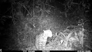 Ocelot stops to groom himself in front of our camera trap and marks territory. March 19 - 25 2023.