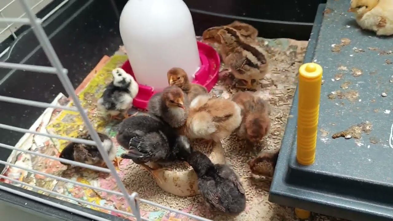 Ergebnis der Kunstbrut 2025/3