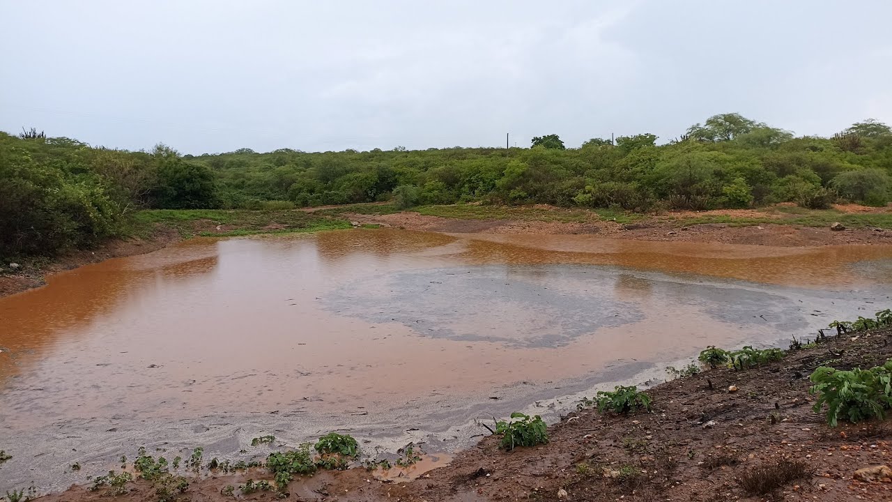 Sítio Mamoeiro verdejante PE/ 22 de Fevereiro de 2026.