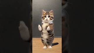 Cat Video
