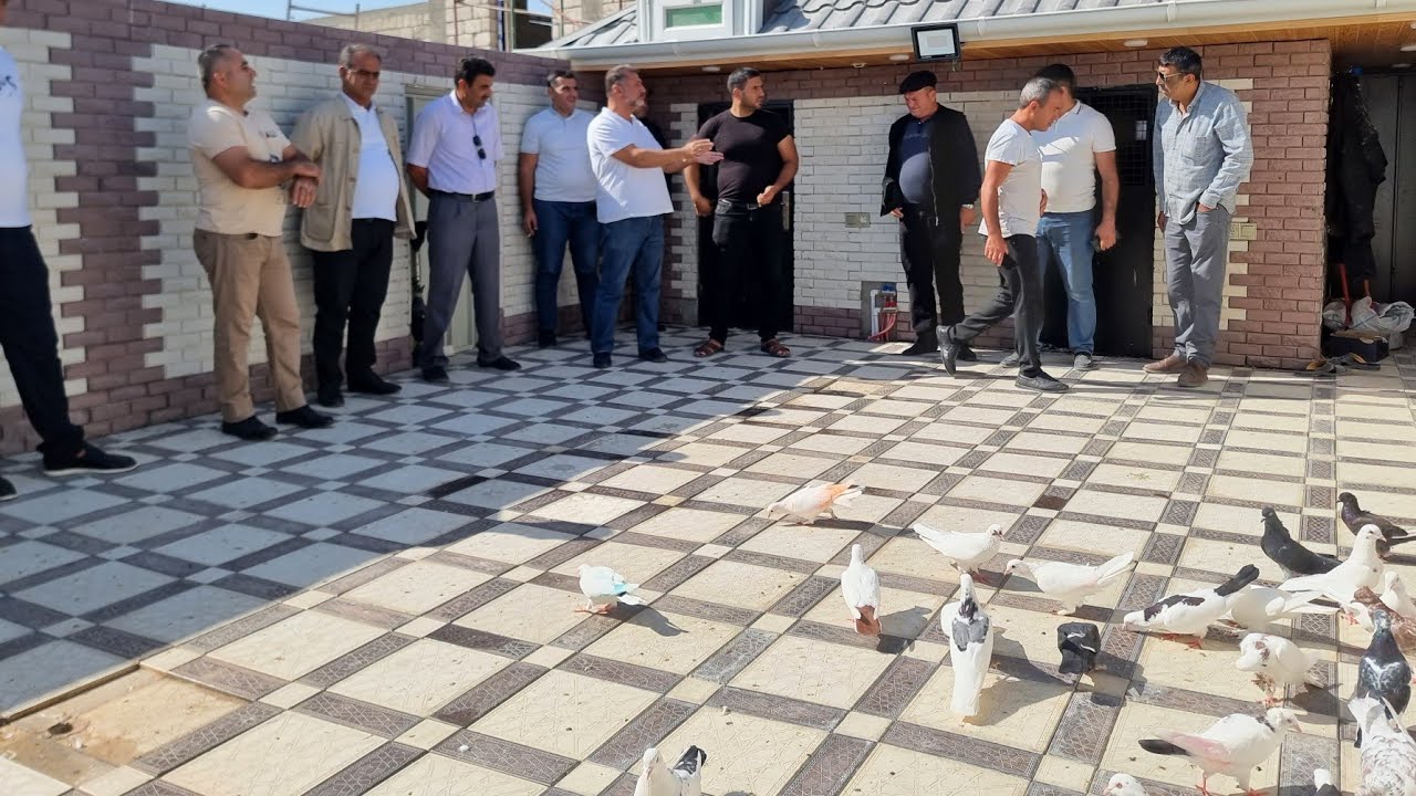 Çempion Əkbər Əliyevin Təqdimatı 09.10.2022 #bakigoyercinleri #bakiquslari #goyercin #göyərçin