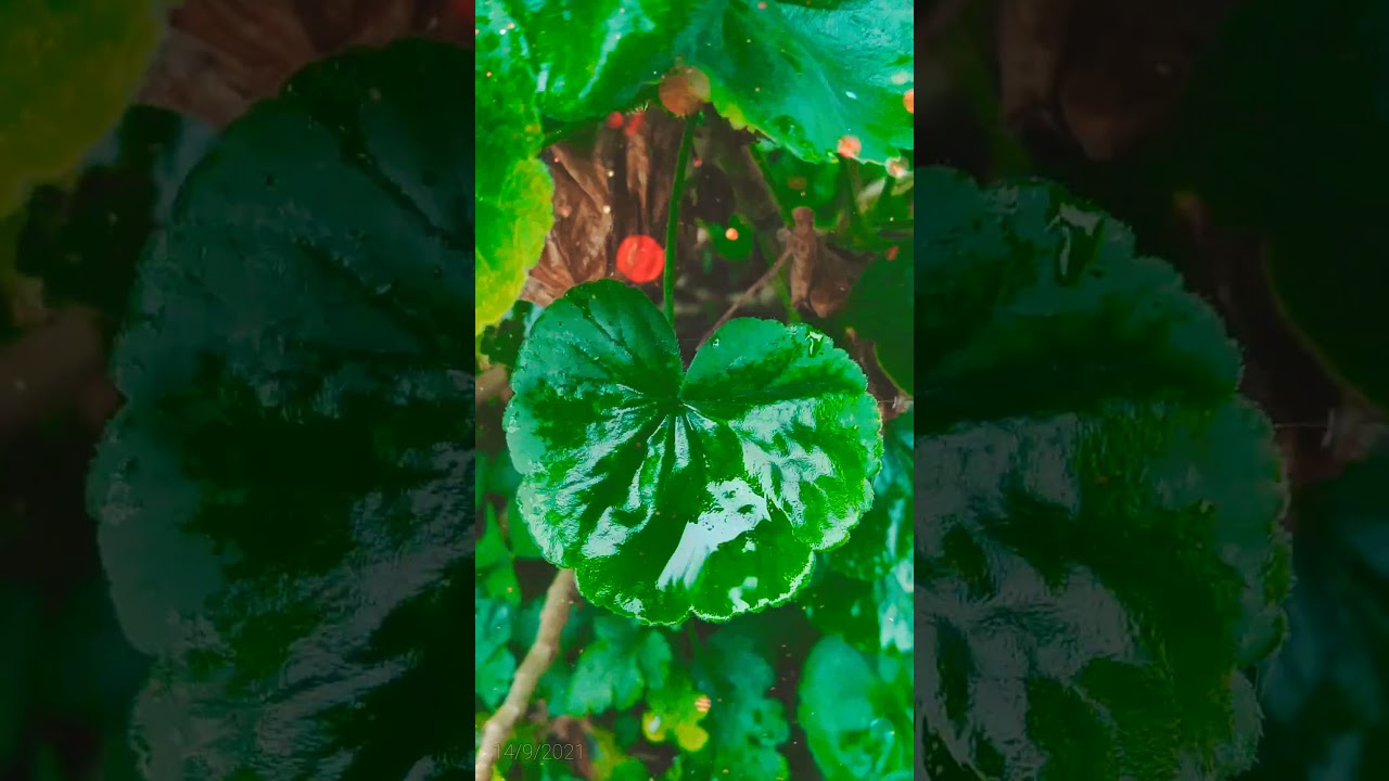 Mulberry flower 💐💐 plant  