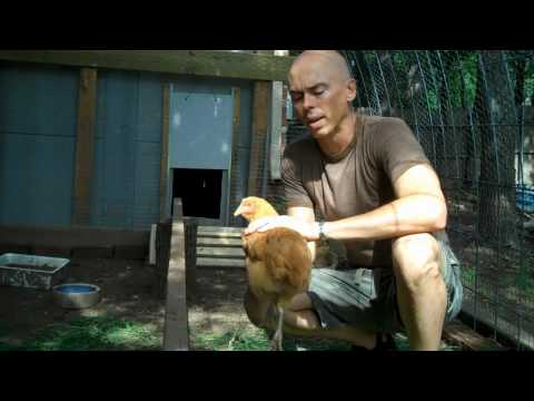 chicken-coop-update---chickens-are-now-14-weeks-old